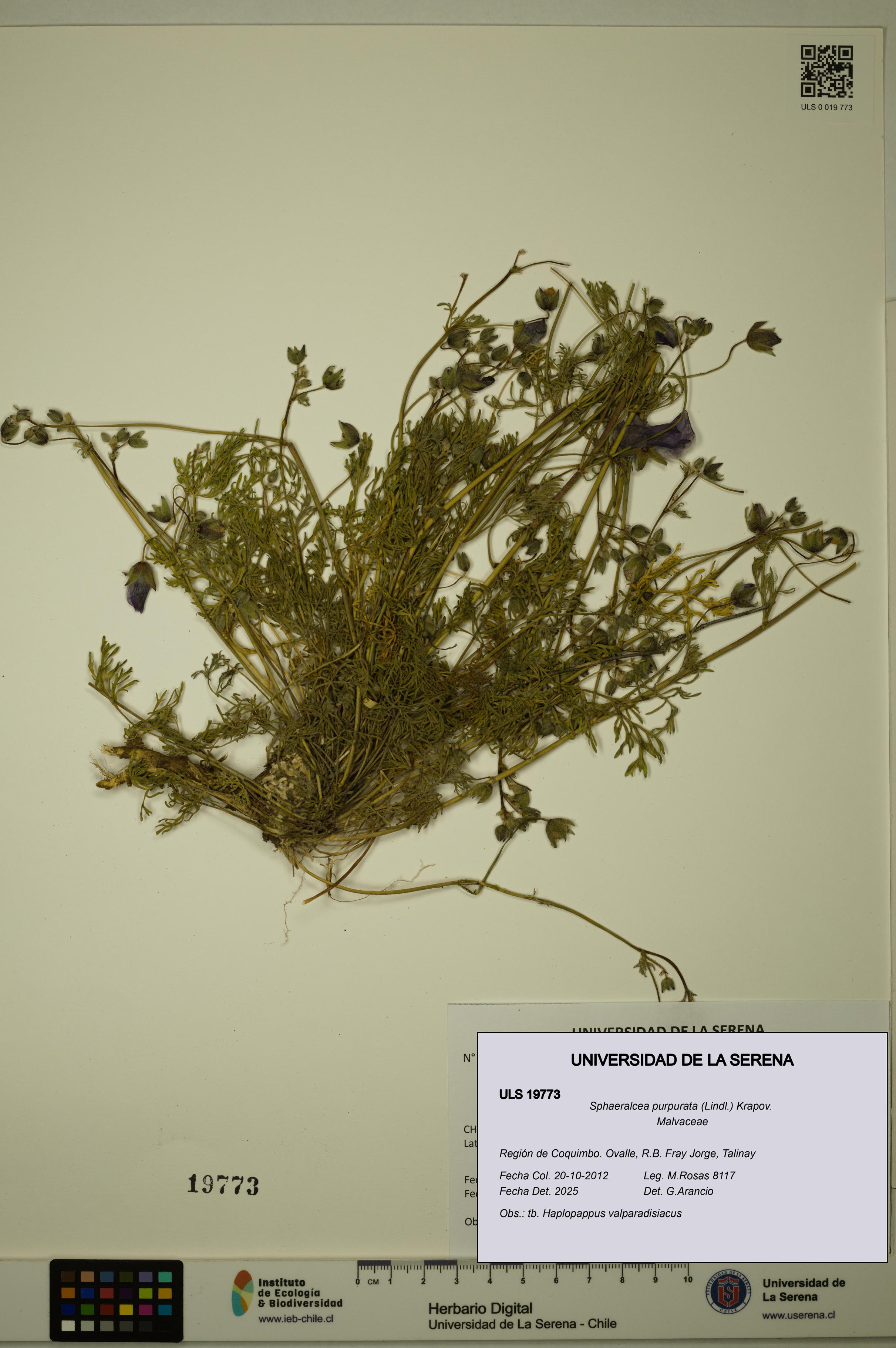 Sphaeralcea purpurata [Espécimen: ULS:ULS:0019773]