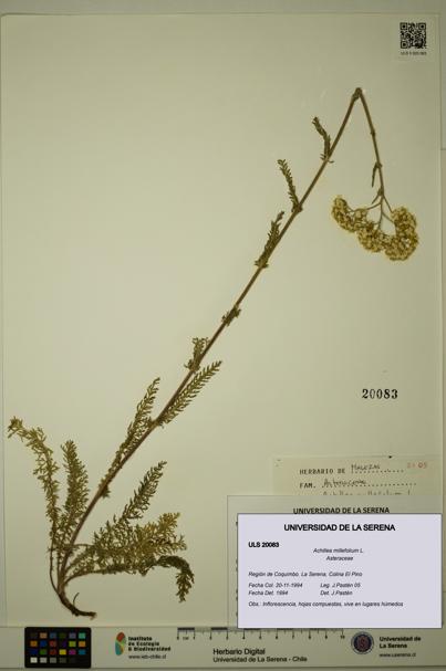 Achillea millefolium [Espécimen: ULS:ULS:0020083]