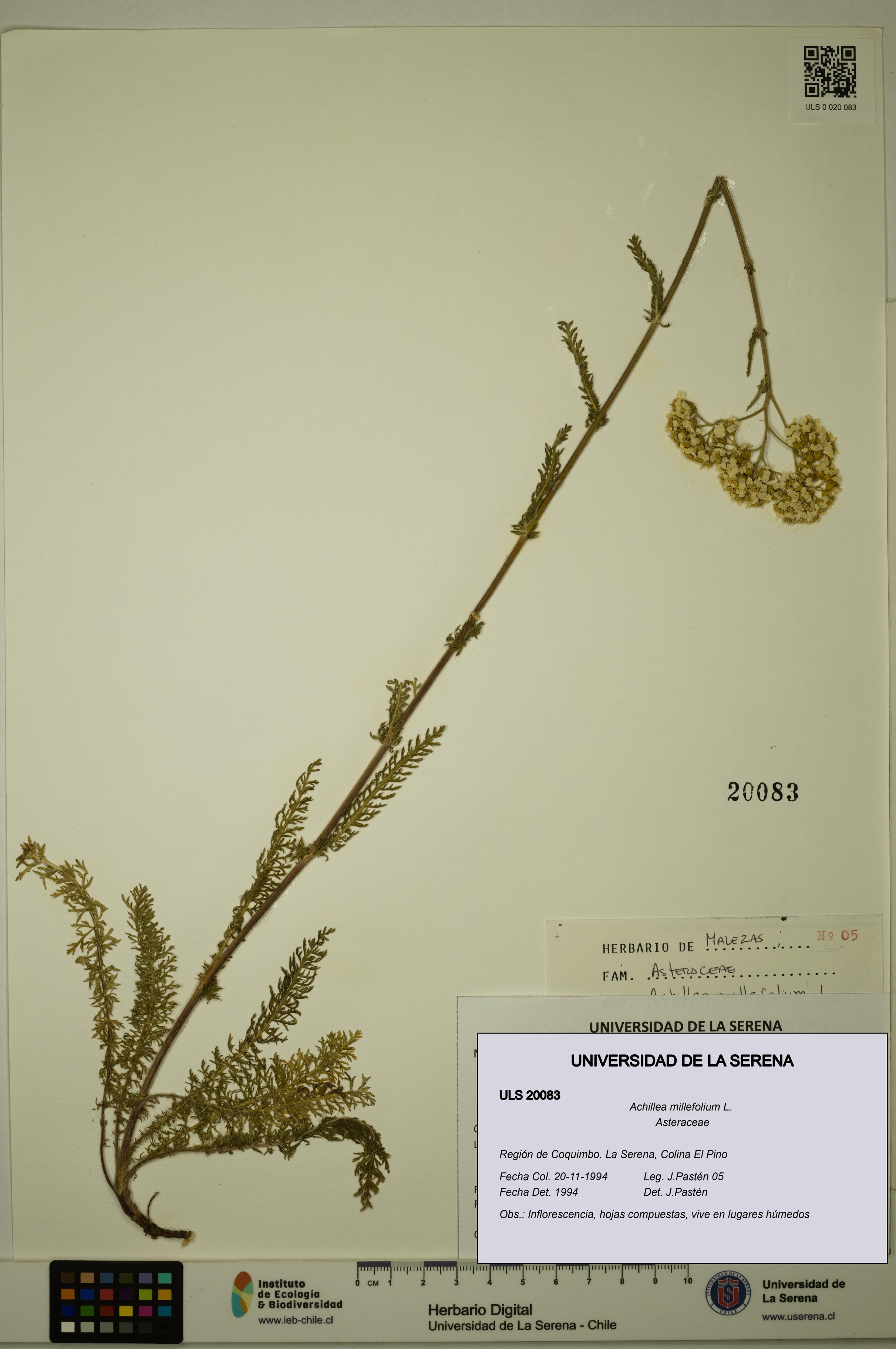 Achillea millefolium [Espécimen: ULS:ULS:0020083]