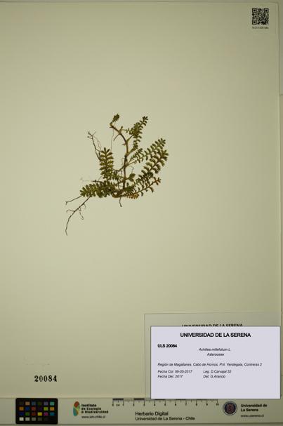 Achillea millefolium [Espécimen: ULS:ULS:0020084]
