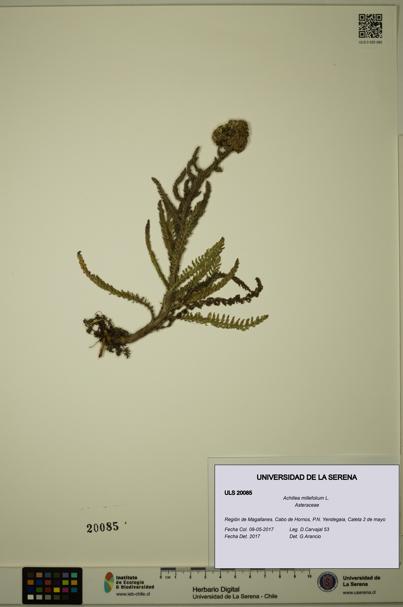 Achillea millefolium [Espécimen: ULS:ULS:0020085]