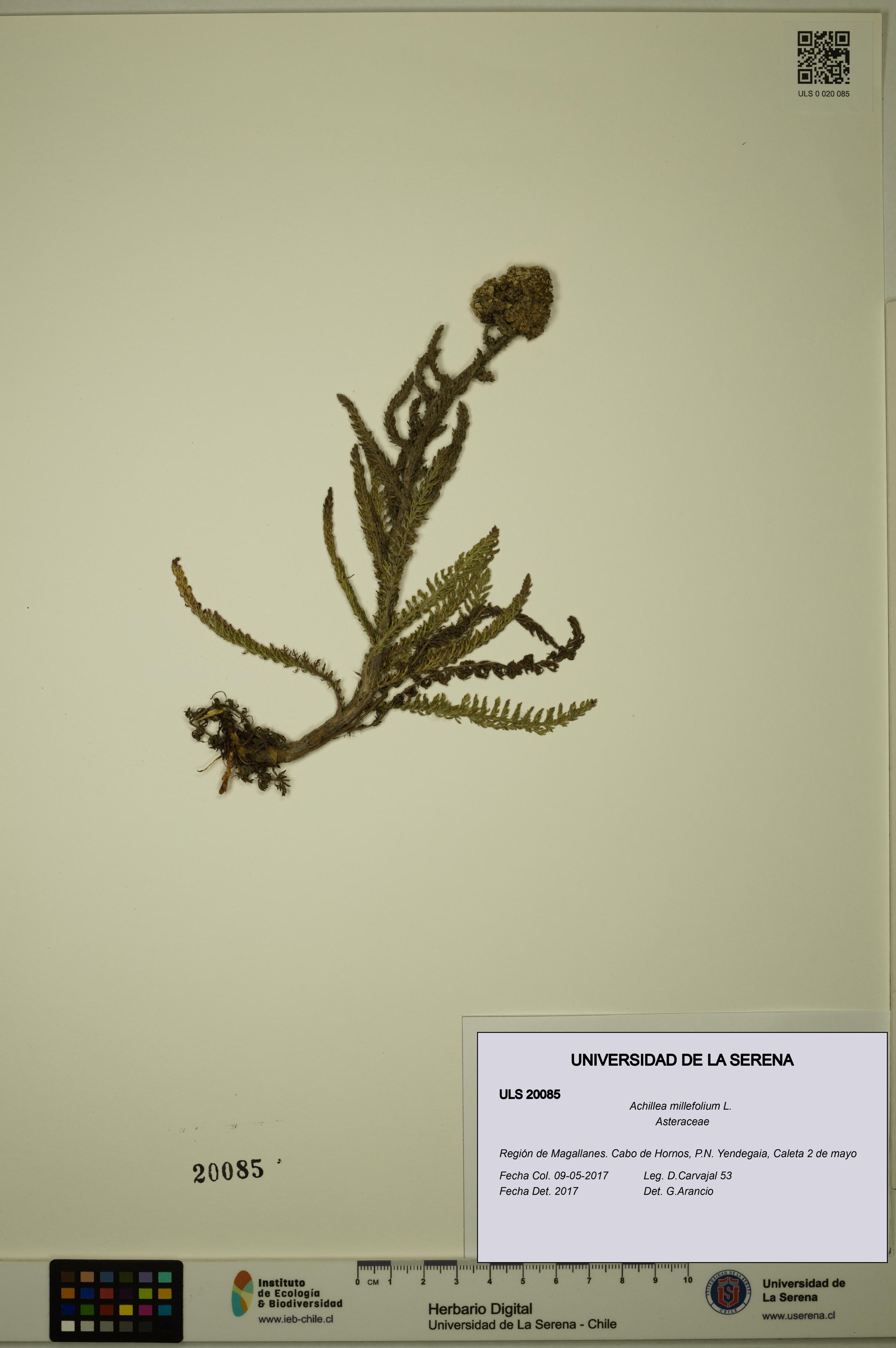 Achillea millefolium [Espécimen: ULS:ULS:0020085]
