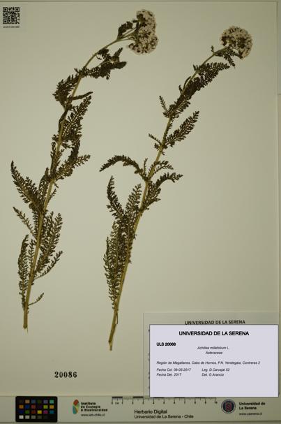 Achillea millefolium [Espécimen: ULS:ULS:0020086]