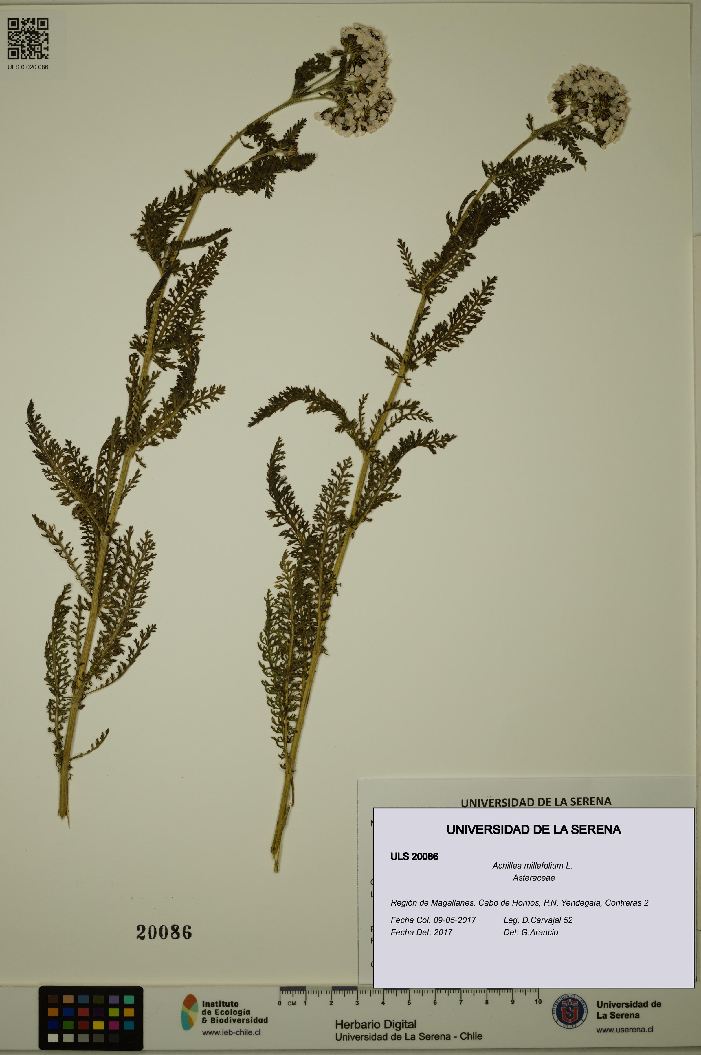 Achillea millefolium [Espécimen: ULS:ULS:0020086]