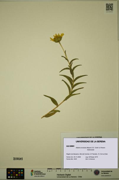 Aldama revoluta [Espécimen: ULS:ULS:0020091]