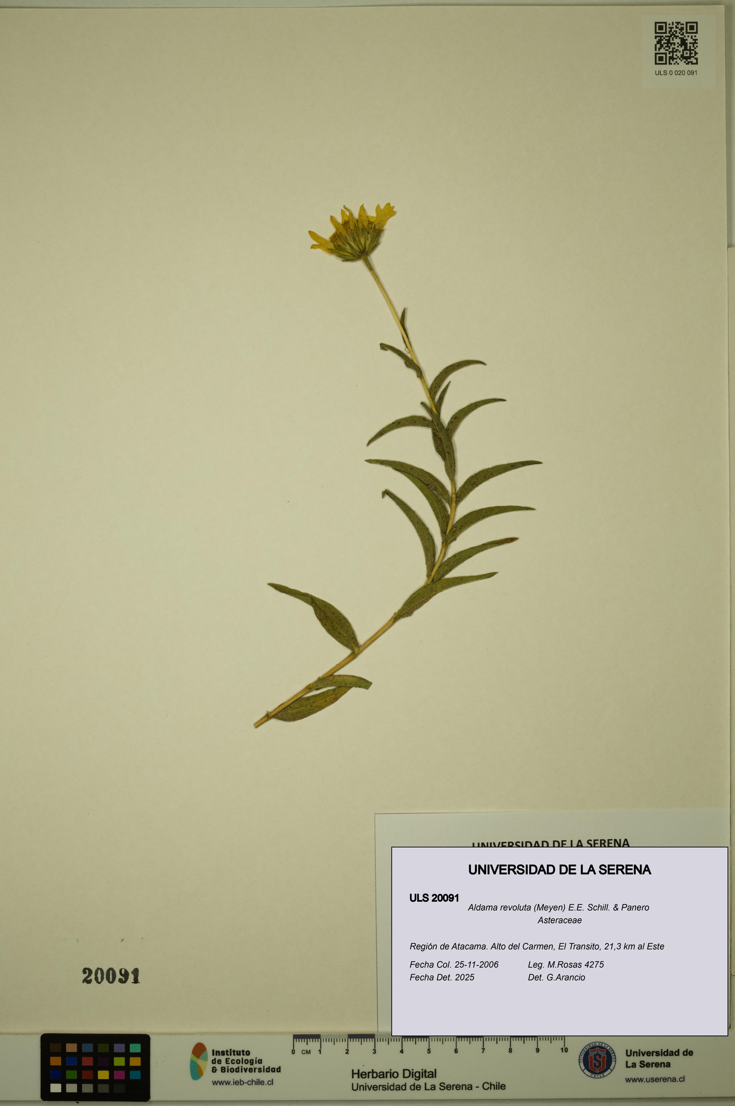 Aldama revoluta [Espécimen: ULS:ULS:0020091]