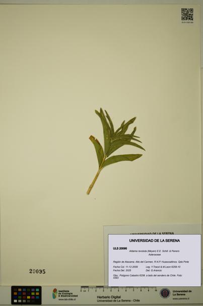 Aldama revoluta [Espécimen: ULS:ULS:0020095]
