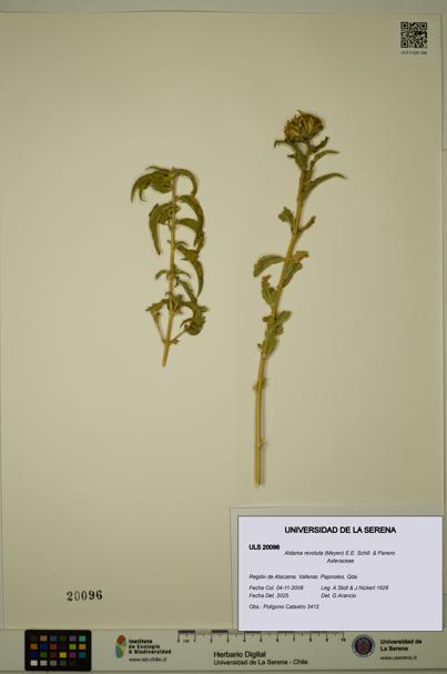 Aldama revoluta [Espécimen: ULS:ULS:0020096]