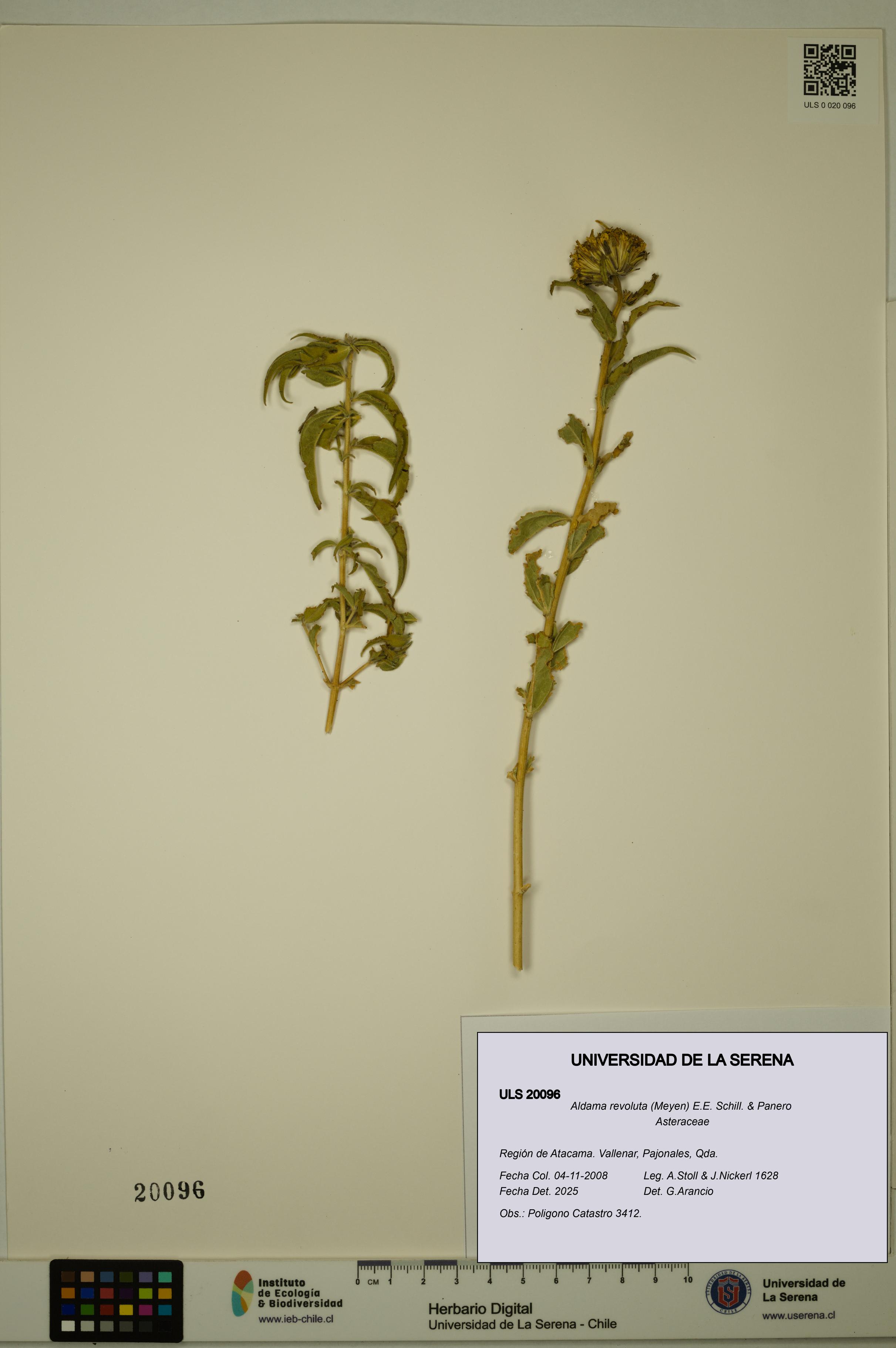 Aldama revoluta [Espécimen: ULS:ULS:0020096]