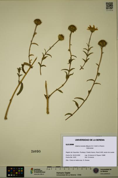 Aldama revoluta [Espécimen: ULS:ULS:0020099]