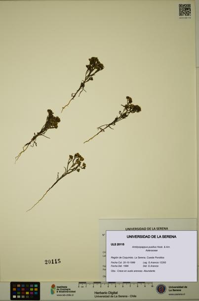 Amblyopappus pusillus [Espécimen: ULS:ULS:0020115]