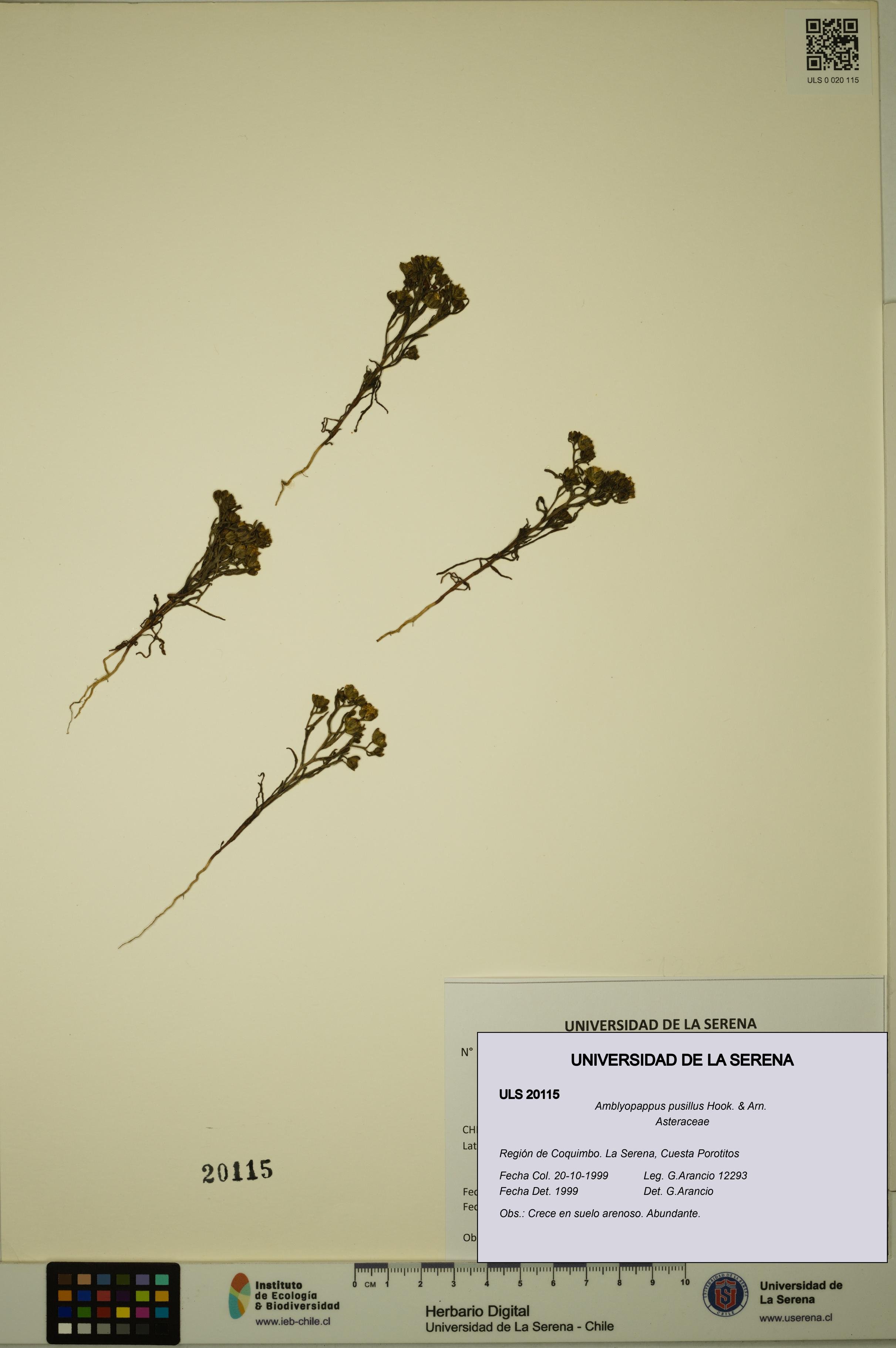 Amblyopappus pusillus [Espécimen: ULS:ULS:0020115]