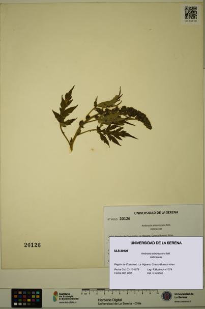 Ambrosia arborescens [Espécimen: ULS:ULS:0020126]