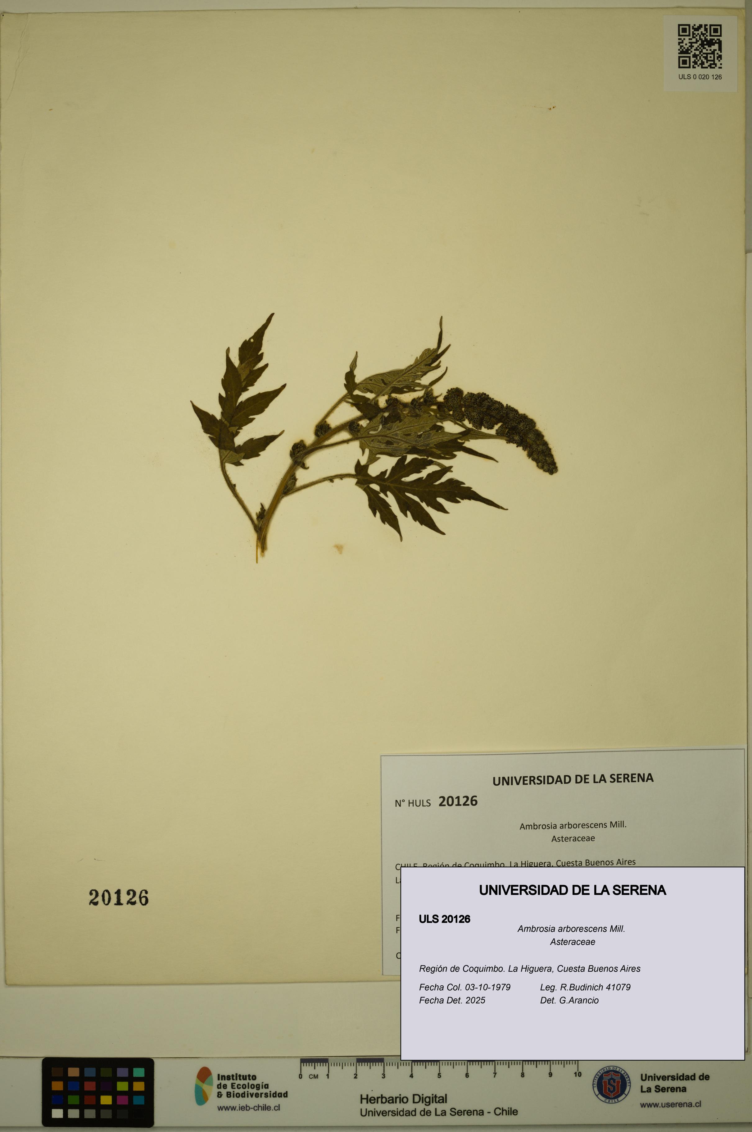 Ambrosia arborescens [Espécimen: ULS:ULS:0020126]