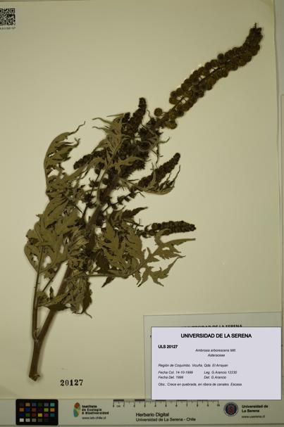 Ambrosia arborescens [Espécimen: ULS:ULS:0020127]