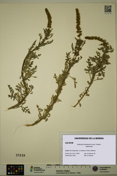Ambrosia chamissonis [Espécimen: ULS:ULS:0020128]