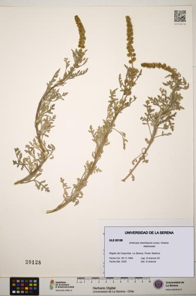 Ambrosia chamissonis [Espécimen: ]