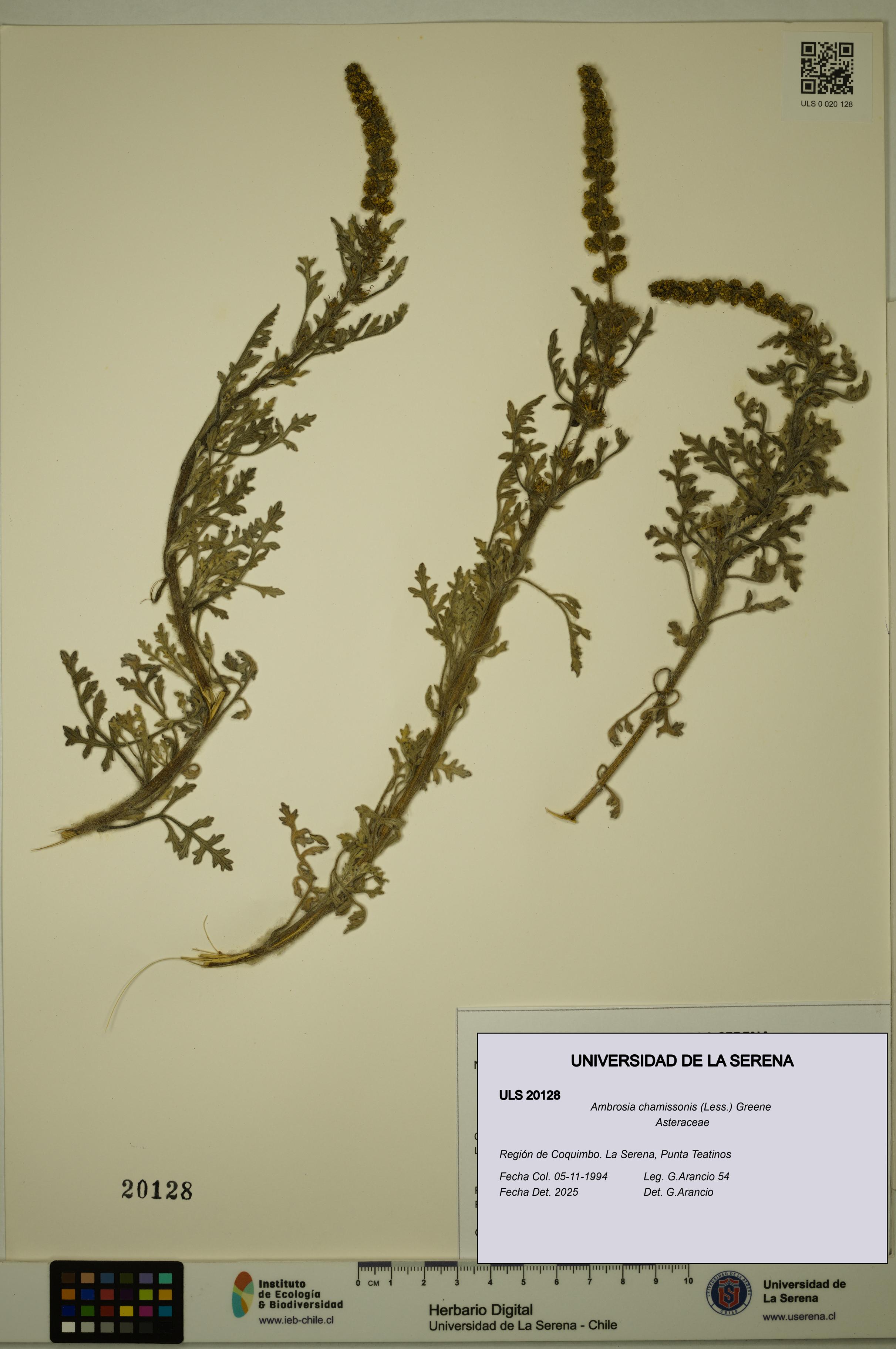 Ambrosia chamissonis [Espécimen: ULS:ULS:0020128]