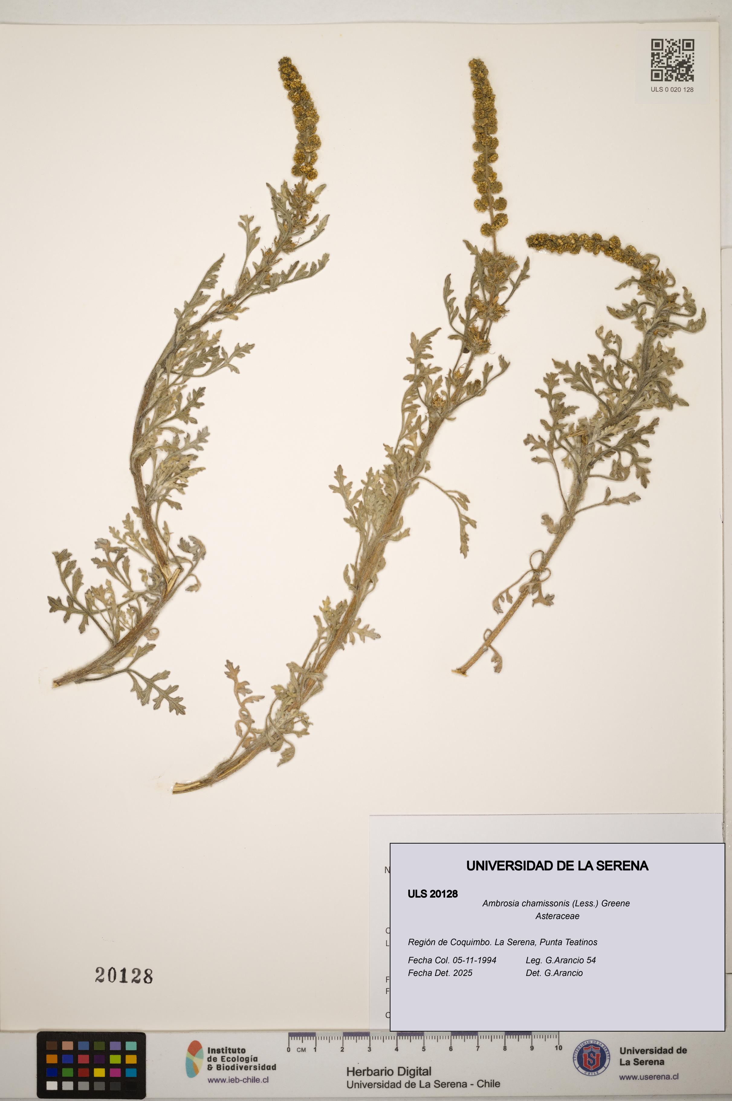 Ambrosia chamissonis [Espécimen: ]