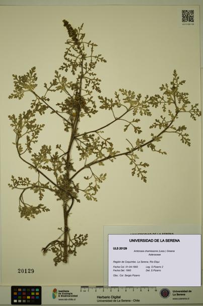 Ambrosia chamissonis [Espécimen: ULS:ULS:0020129]