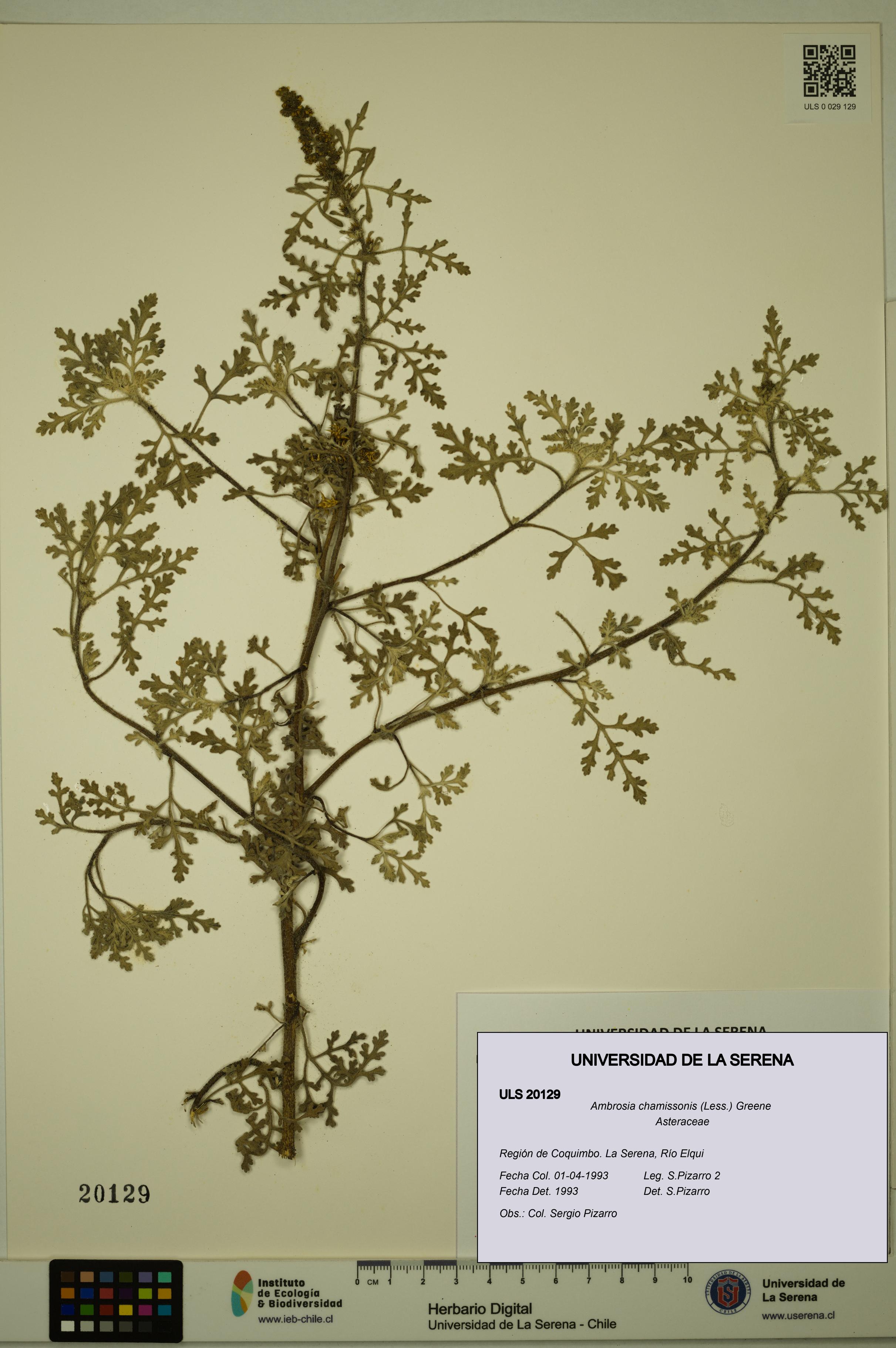 Ambrosia chamissonis [Espécimen: ULS:ULS:0020129]