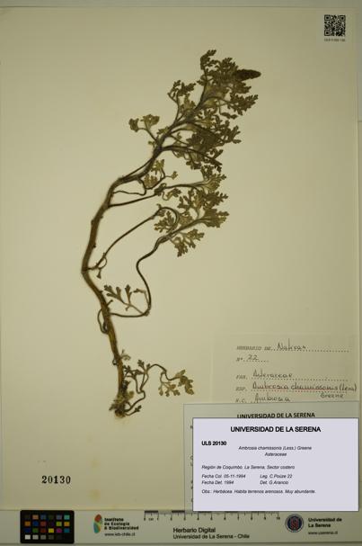 Ambrosia chamissonis [Espécimen: ULS:ULS:0020130]
