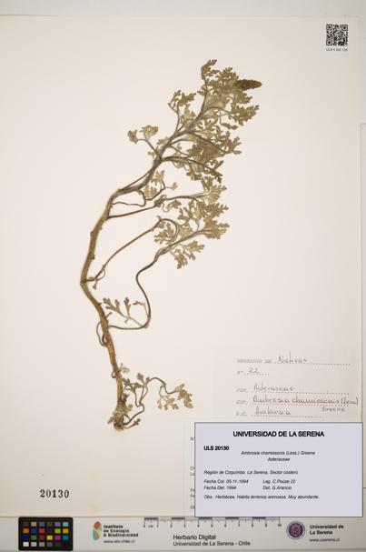 Ambrosia chamissonis [Espécimen: ]