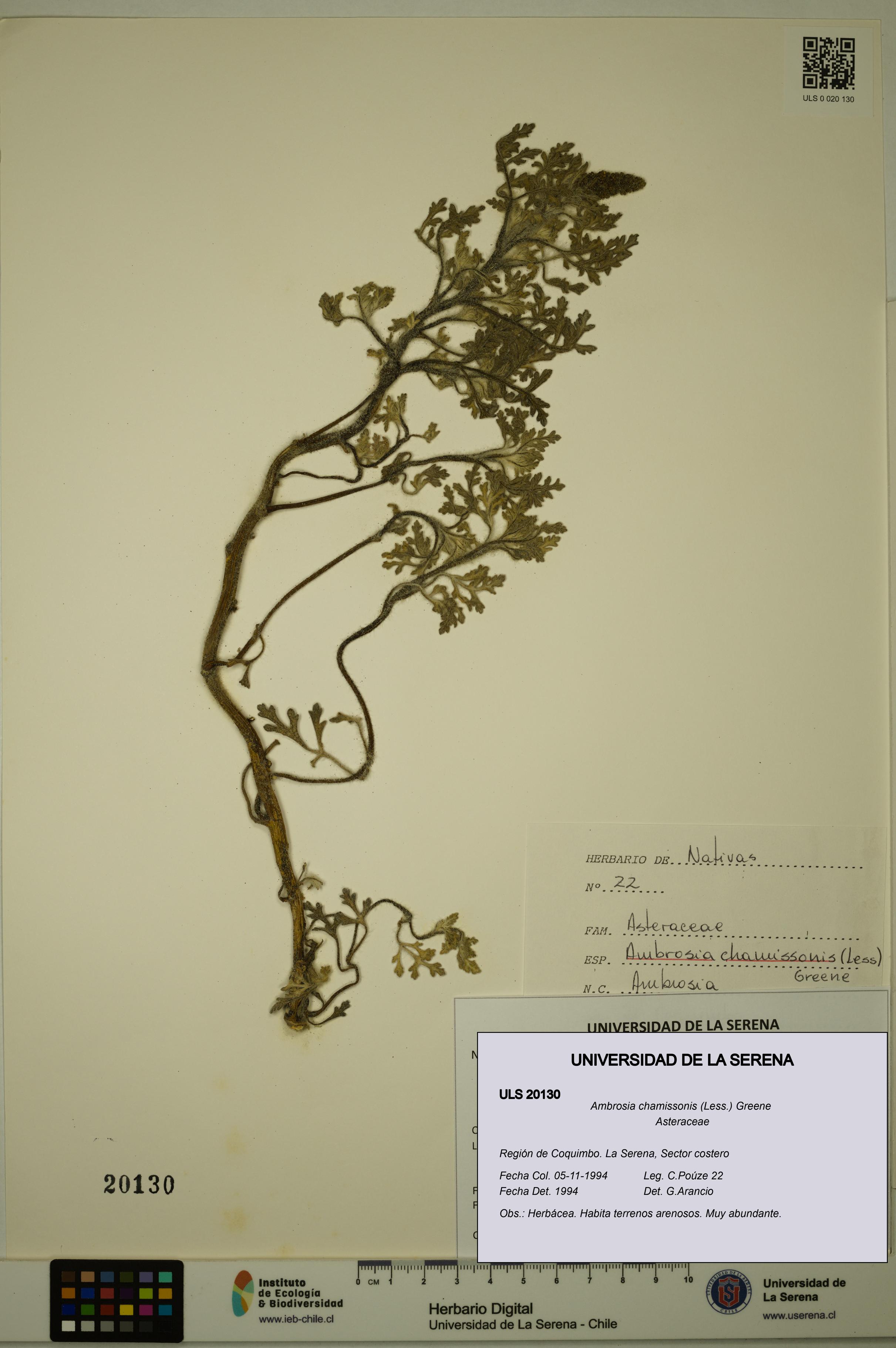 Ambrosia chamissonis [Espécimen: ULS:ULS:0020130]