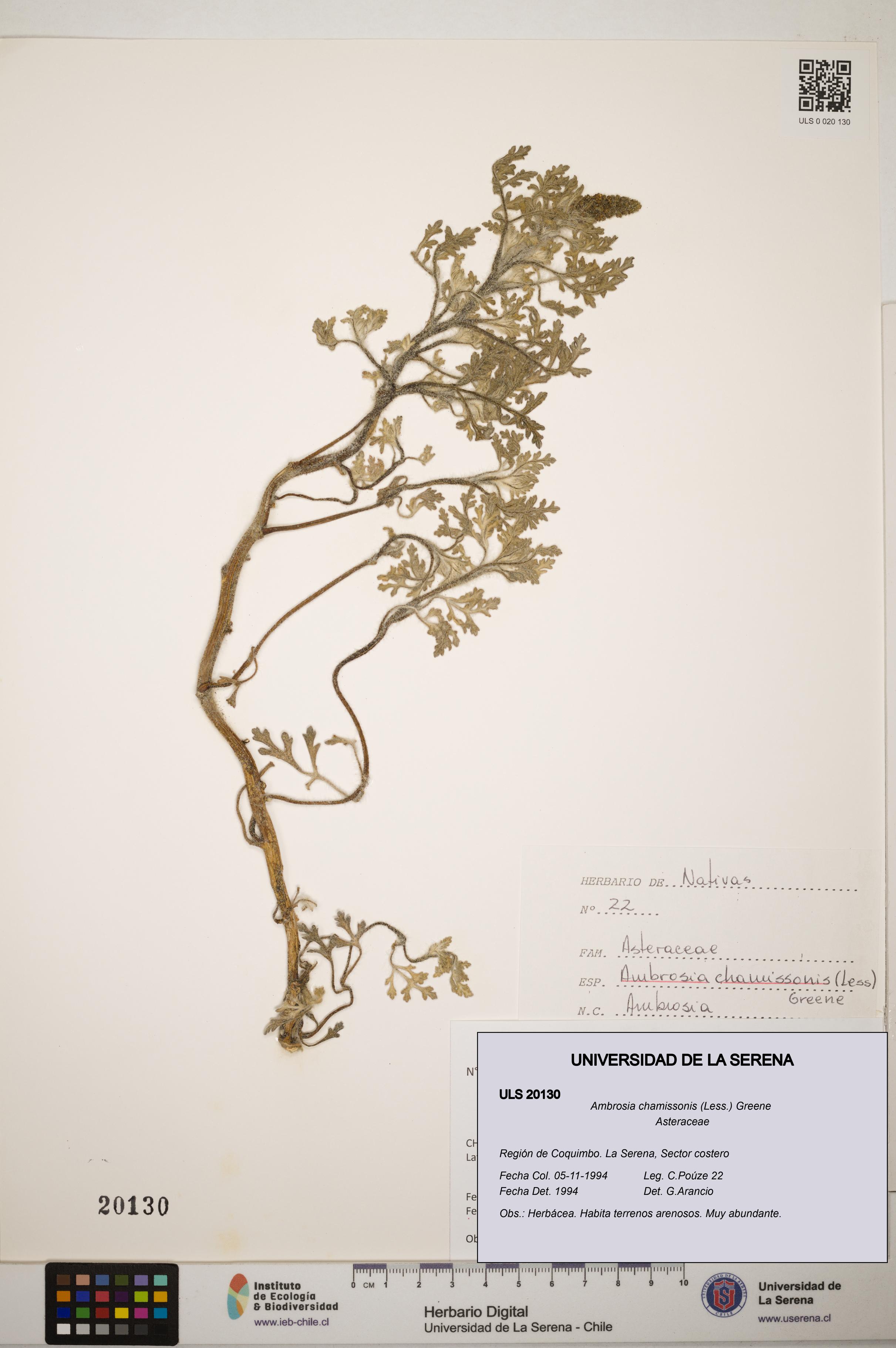 Ambrosia chamissonis [Espécimen: ]