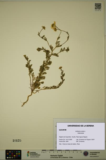 Anthemis cotula [Espécimen: ULS:ULS:0020135]