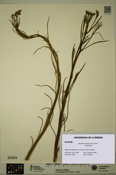 Baccharis juncea [Espécimen: ULS:ULS:0020160]