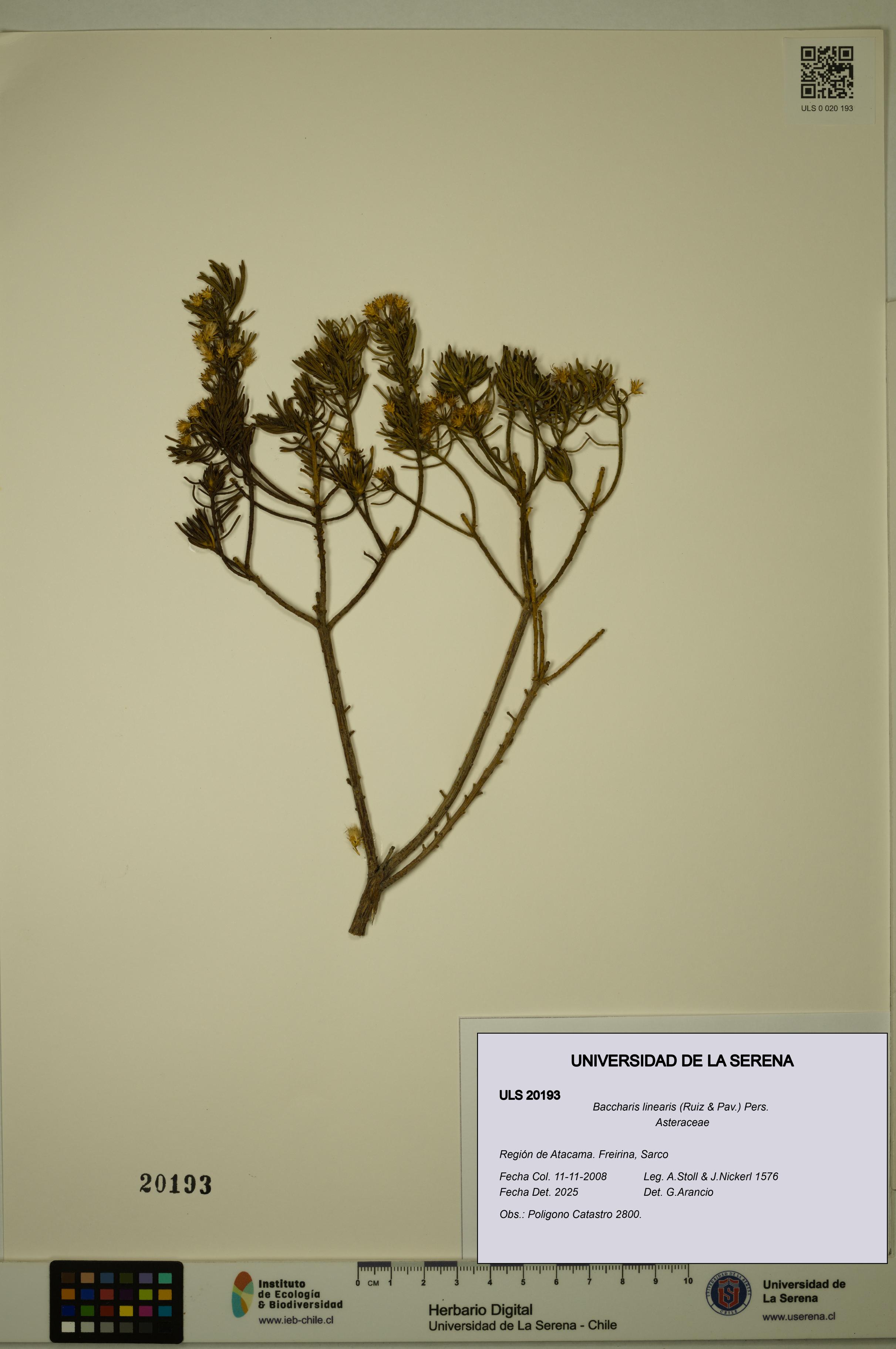 Baccharis linearis [Espécimen: ULS:ULS:0020193]