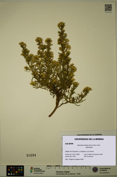 Baccharis linearis [Espécimen: ULS:ULS:0020194]