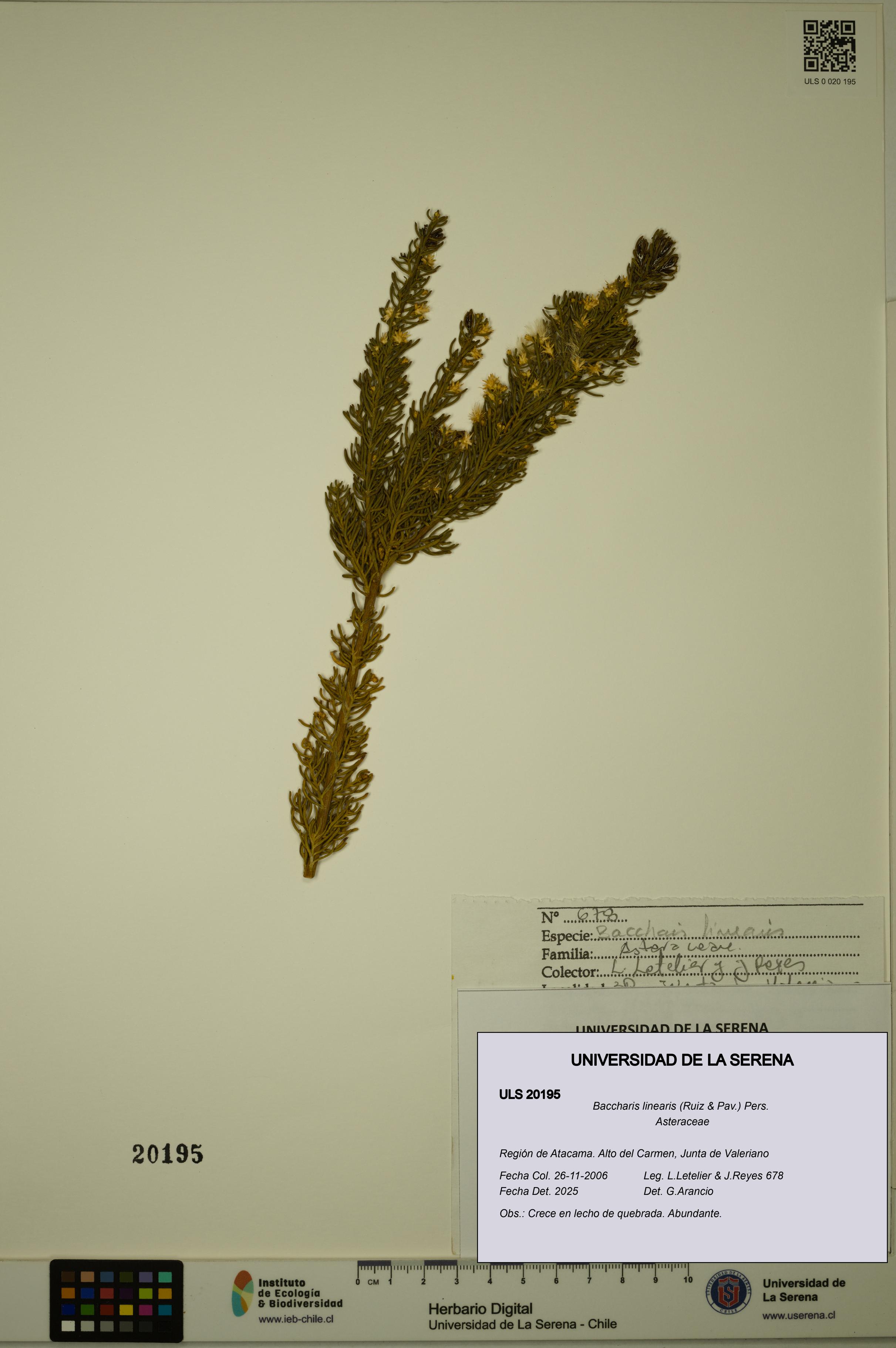Baccharis linearis [Espécimen: ULS:ULS:0020195]