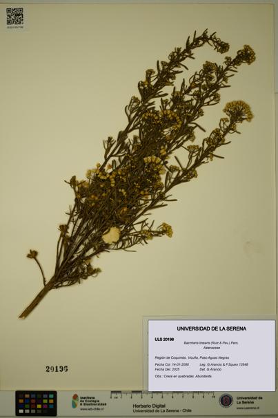 Baccharis linearis [Espécimen: ULS:ULS:0020196]