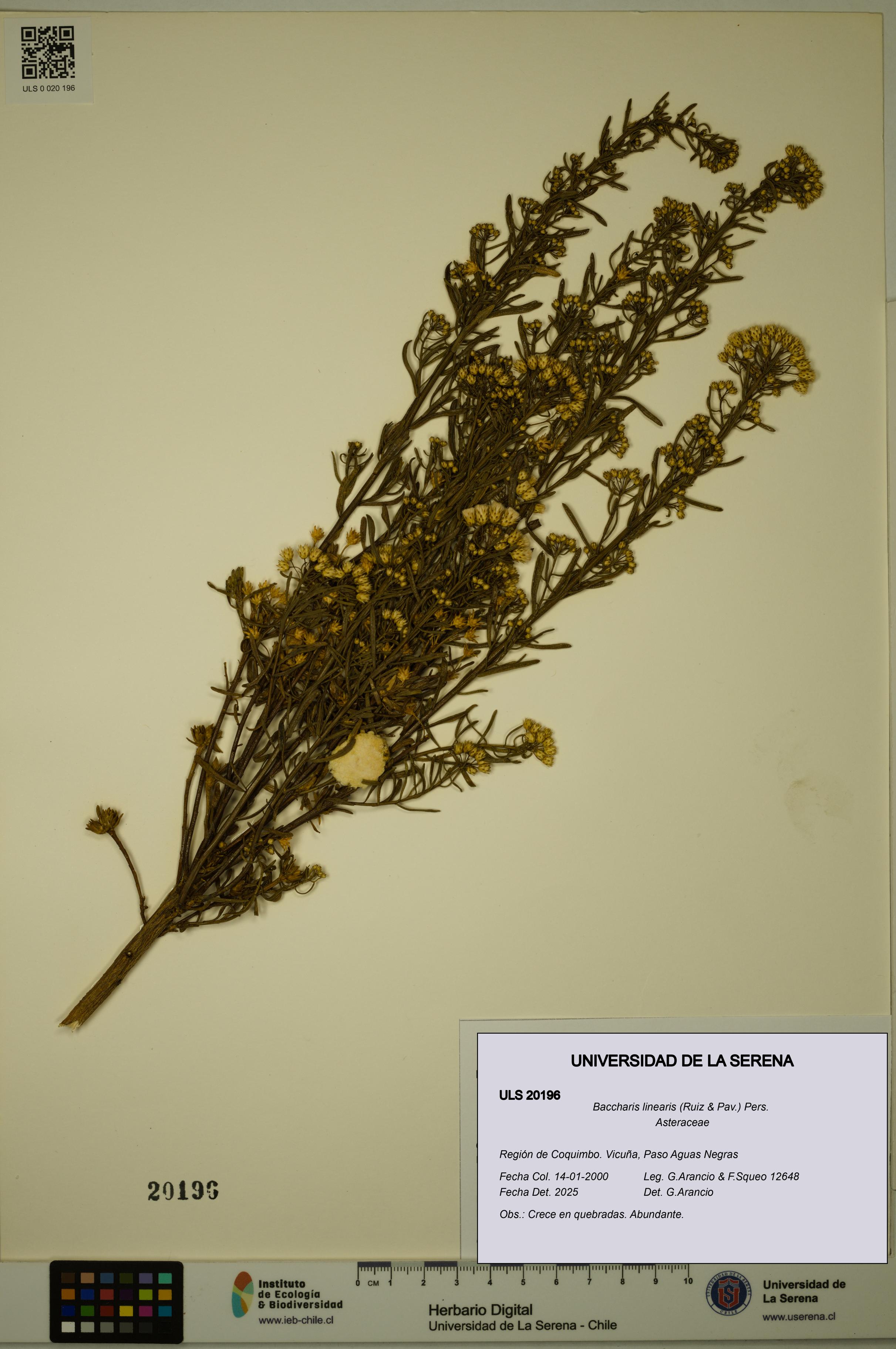 Baccharis linearis [Espécimen: ULS:ULS:0020196]