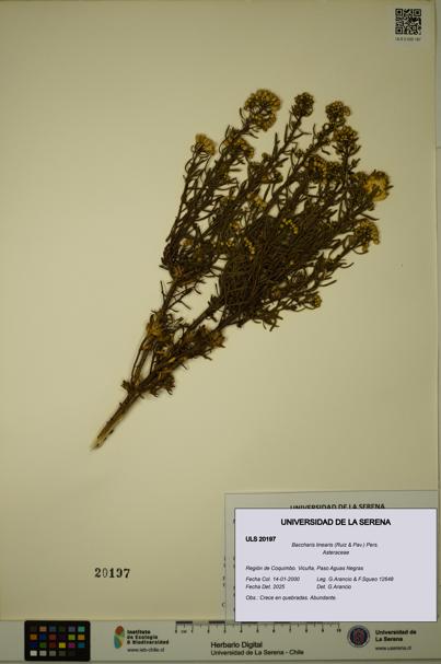 Baccharis linearis [Espécimen: ULS:ULS:0020197]