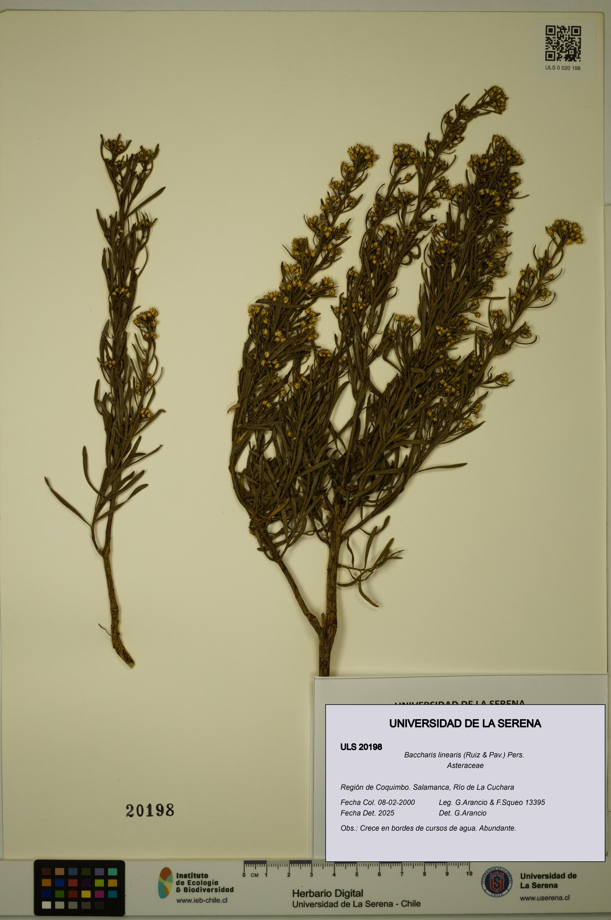 Baccharis linearis [Espécimen: ULS:ULS:0020198]