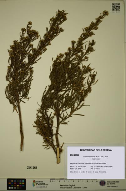Baccharis linearis [Espécimen: ULS:ULS:0020199]