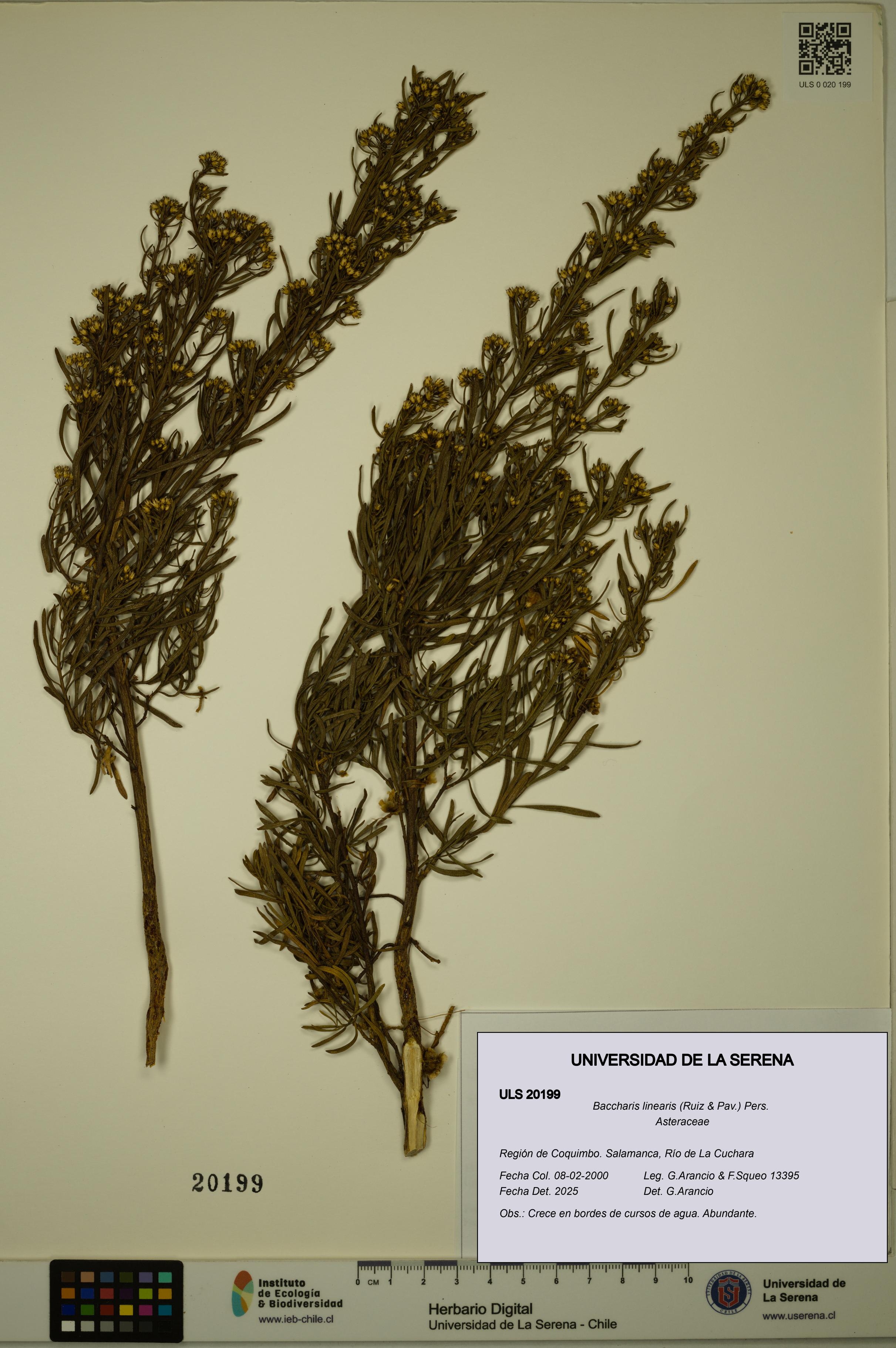 Baccharis linearis [Espécimen: ULS:ULS:0020199]