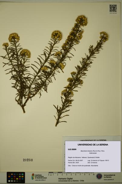 Baccharis linearis [Espécimen: ULS:ULS:0020200]