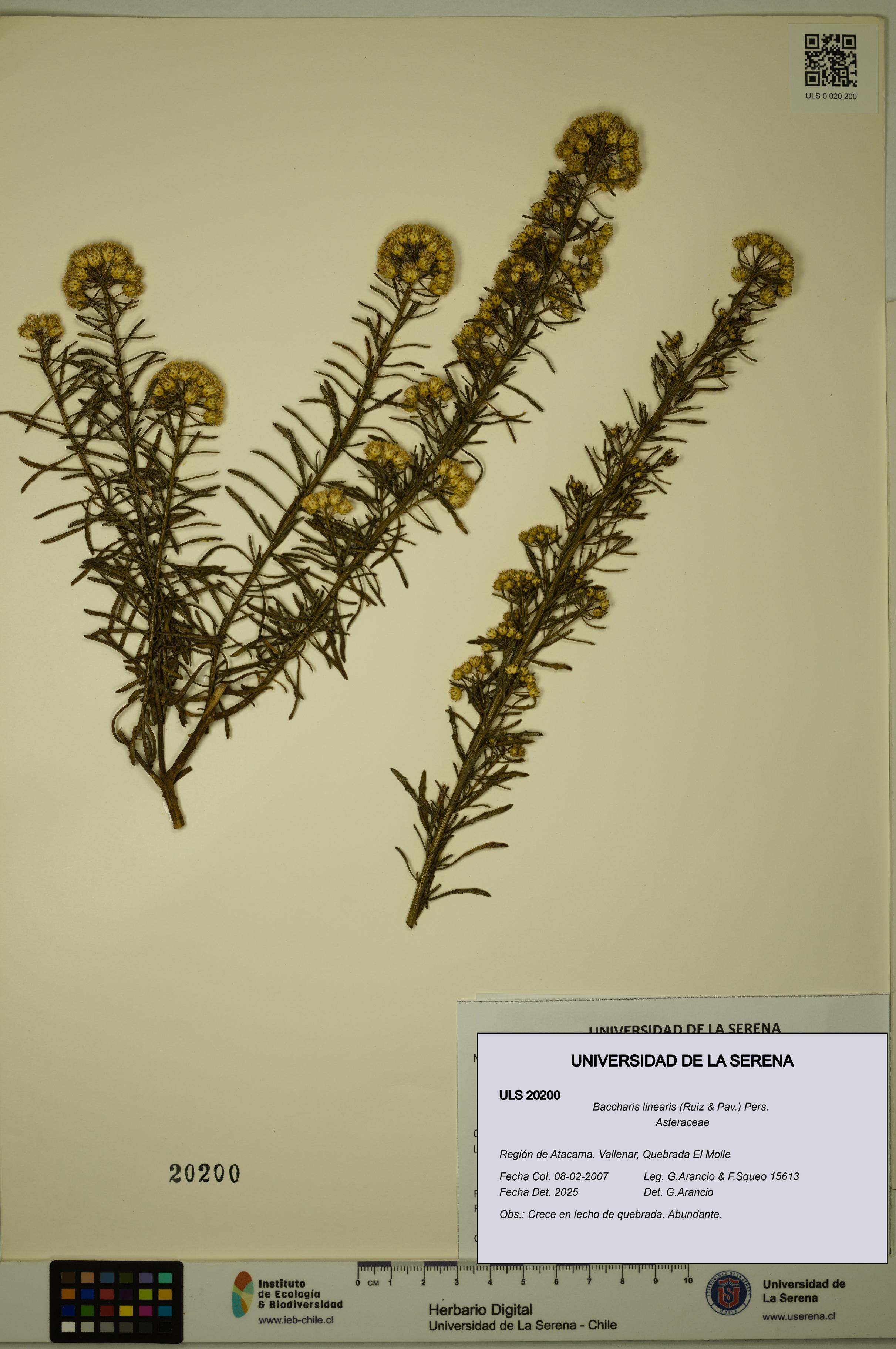 Baccharis linearis [Espécimen: ULS:ULS:0020200]