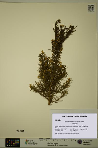 Baccharis linearis [Espécimen: ULS:ULS:0020201]