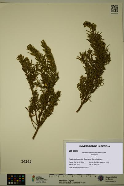 Baccharis linearis [Espécimen: ULS:ULS:0020202]