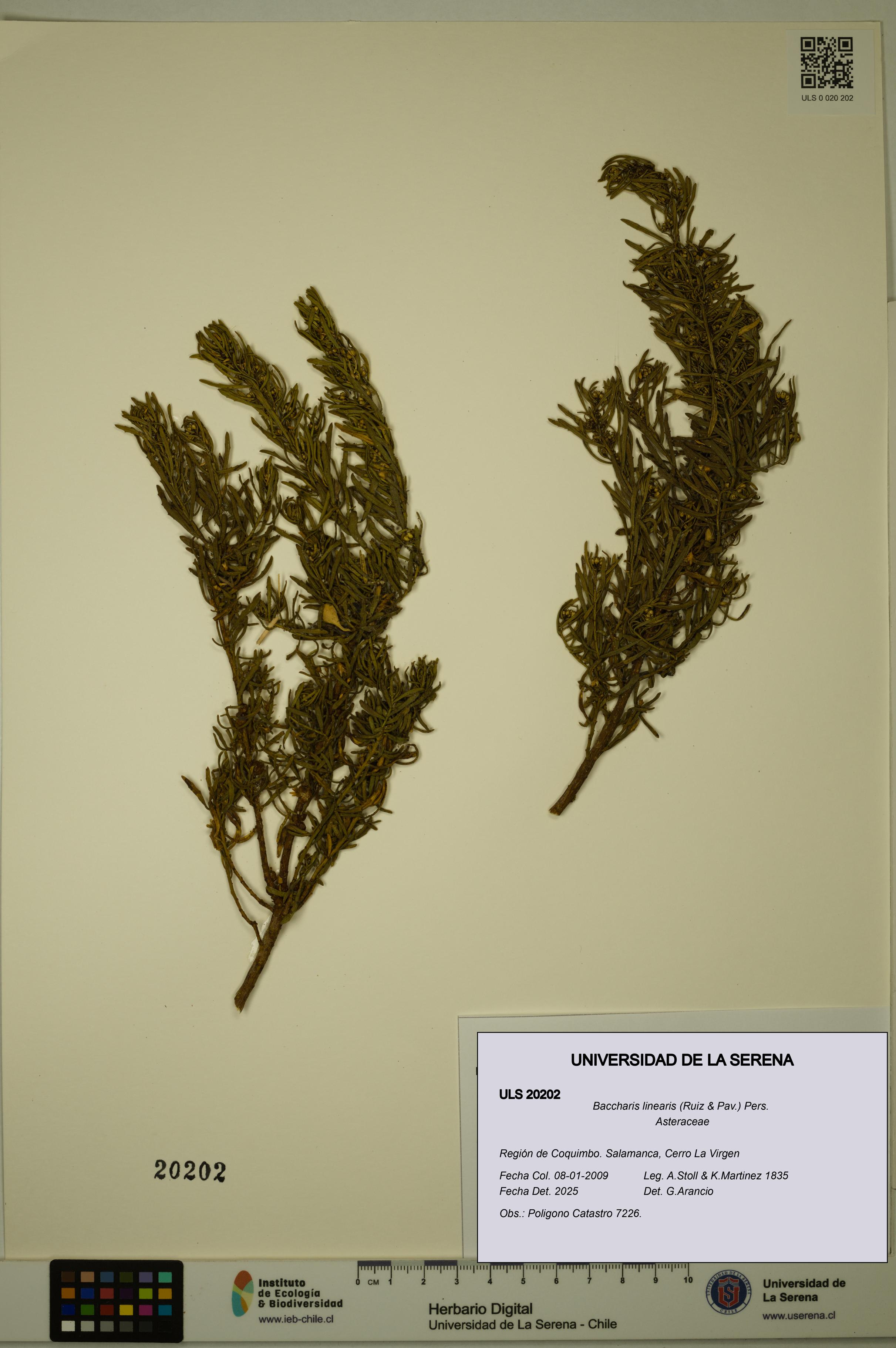 Baccharis linearis [Espécimen: ULS:ULS:0020202]