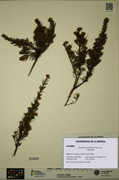 Baccharis linearis [Espécimen: ULS:ULS:0020203]
