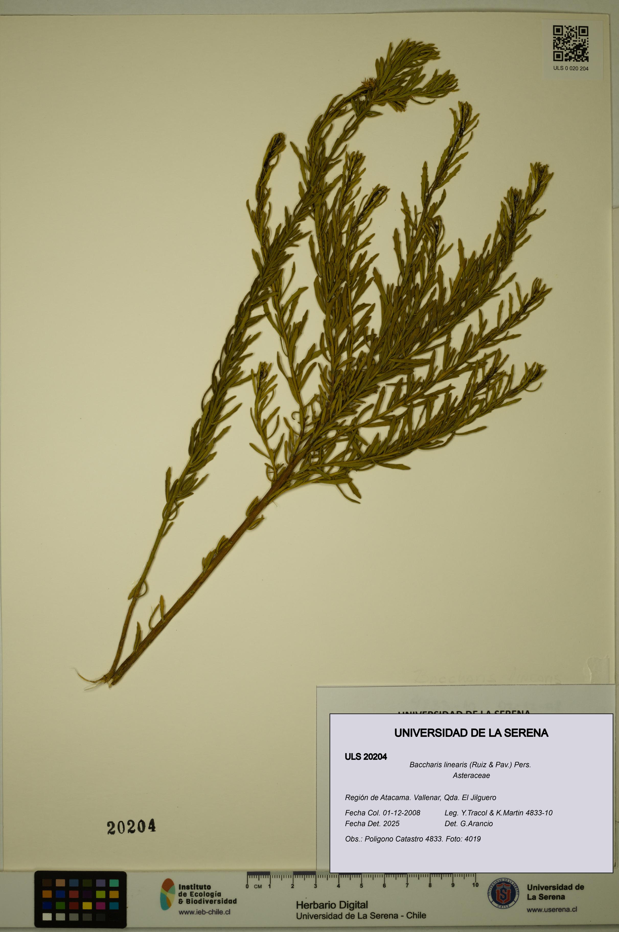 Baccharis linearis [Espécimen: ULS:ULS:0020204]