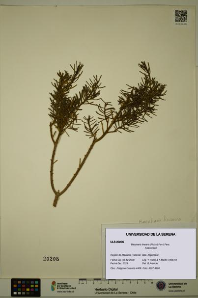 Baccharis linearis [Espécimen: ULS:ULS:0020205]