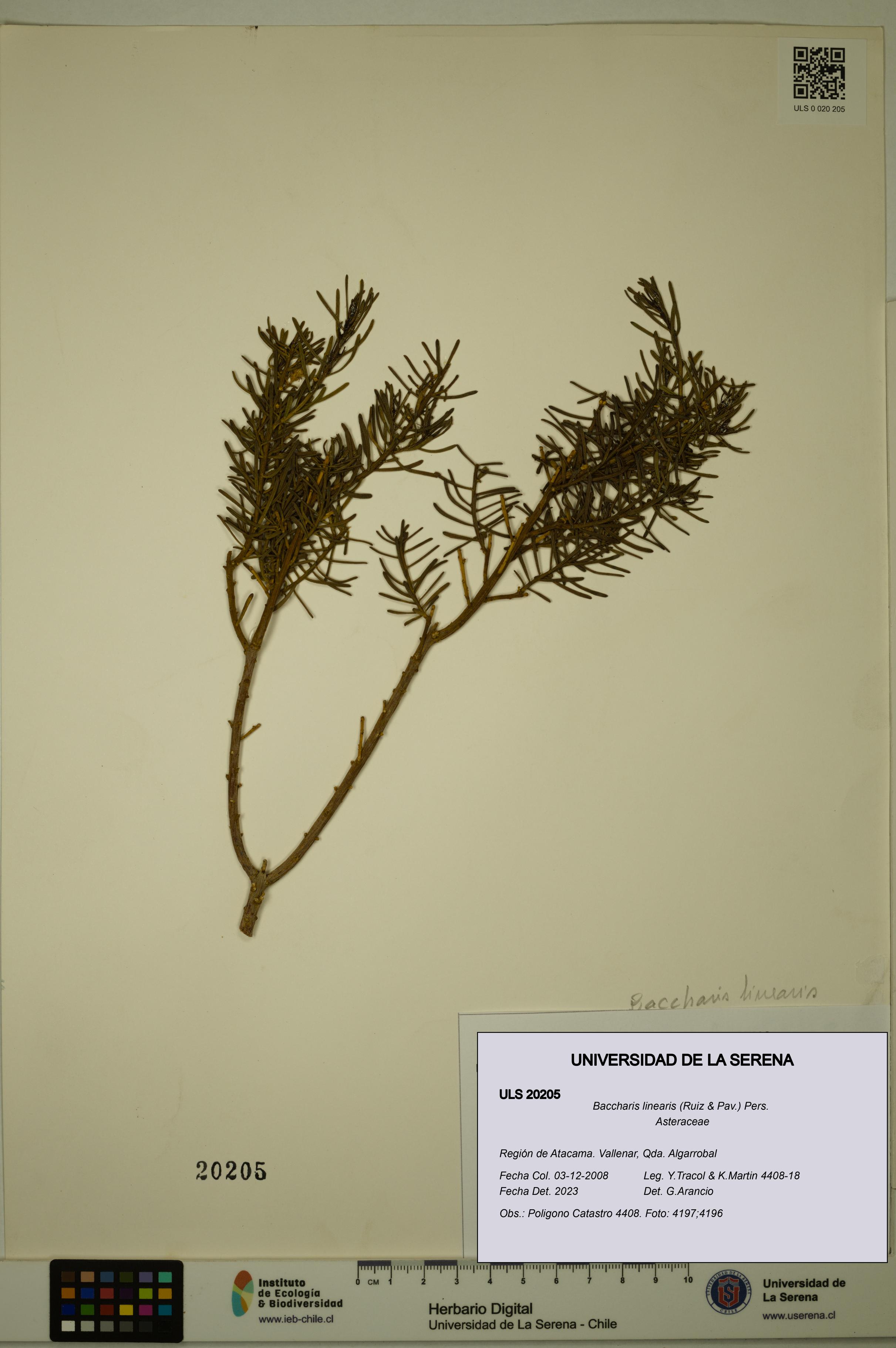 Baccharis linearis [Espécimen: ULS:ULS:0020205]