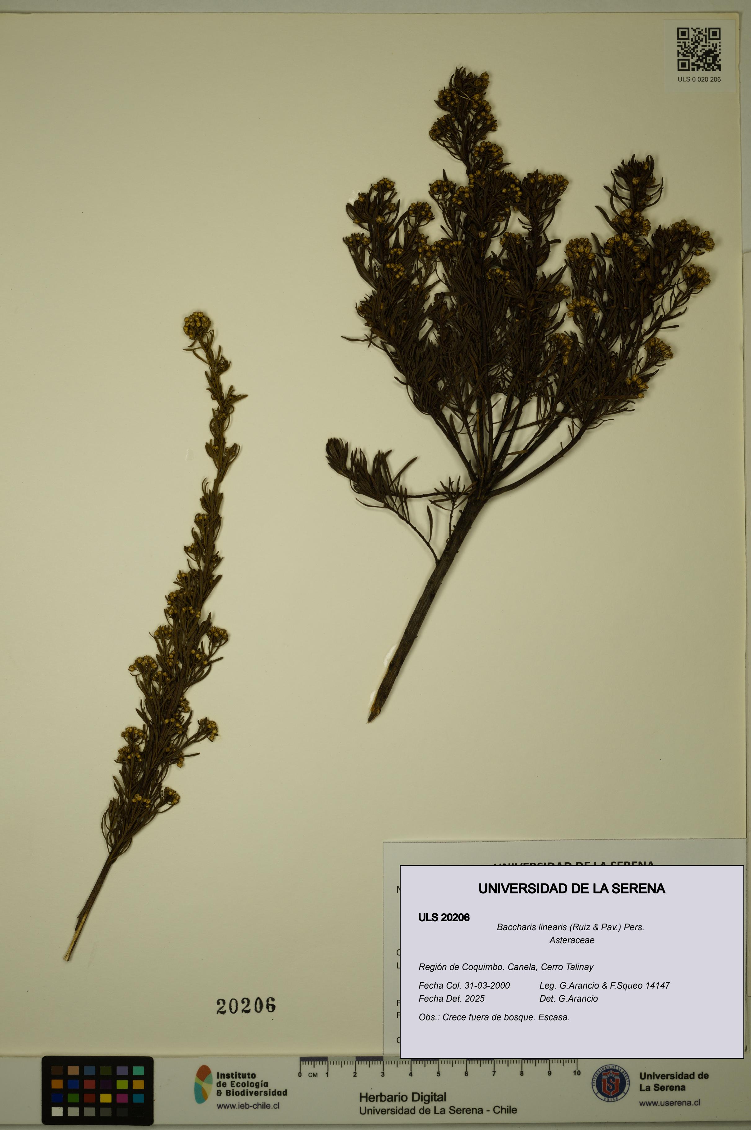 Baccharis linearis [Espécimen: ULS:ULS:0020206]